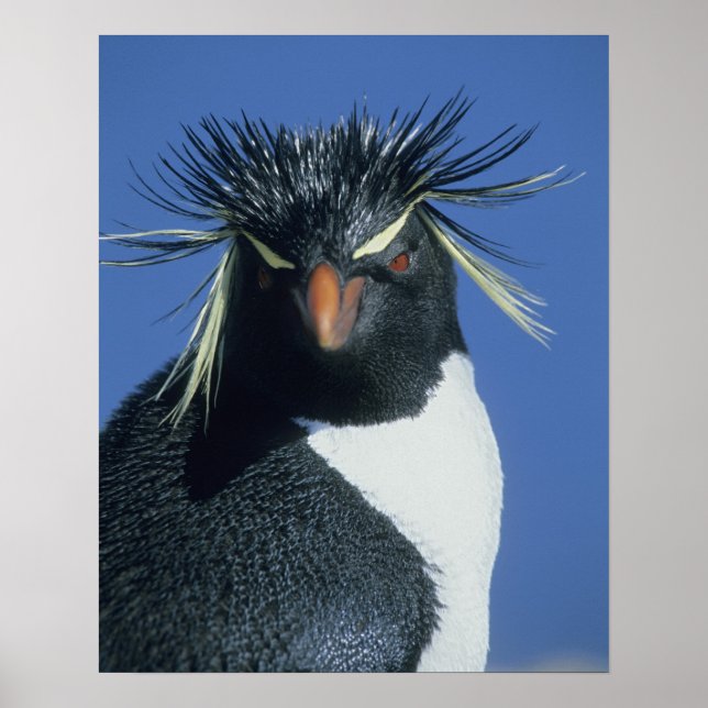 Rockhopper Penguin (Eudyptes chrysocome) Poster (Vorne)