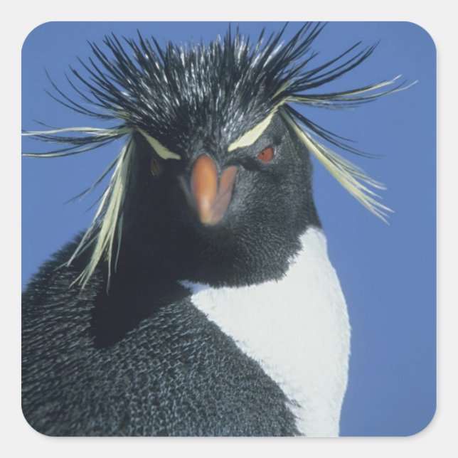 Rockhopper Penguin (Eudyptes chrysocome) Quadratischer Aufkleber (Vorderseite)