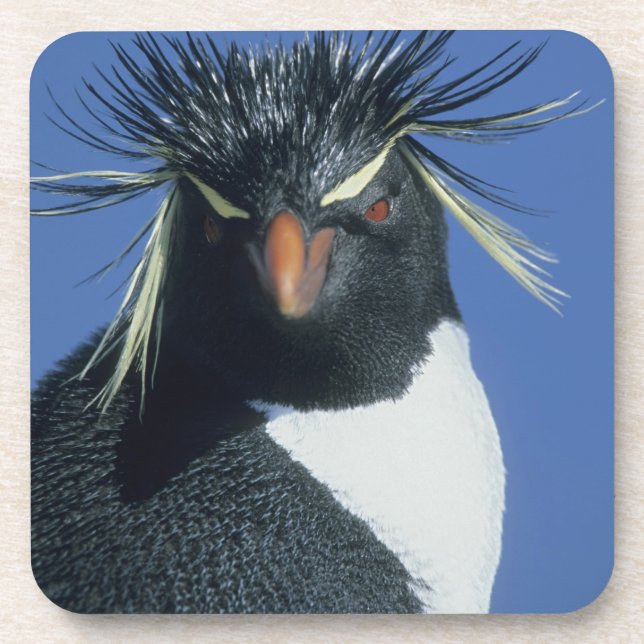 Rockhopper Penguin (Eudyptes chrysocome) Untersetzer (Vorderseite)