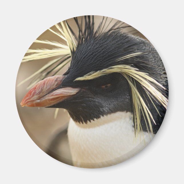 Rockhopper Penguin Magnet (Vorne)