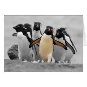 Rockhopper Penguins