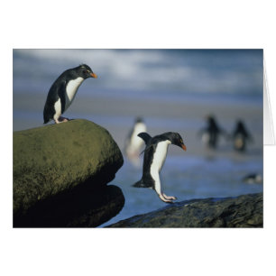 Rockhopper Penguins, Eudyptes chrysocome),