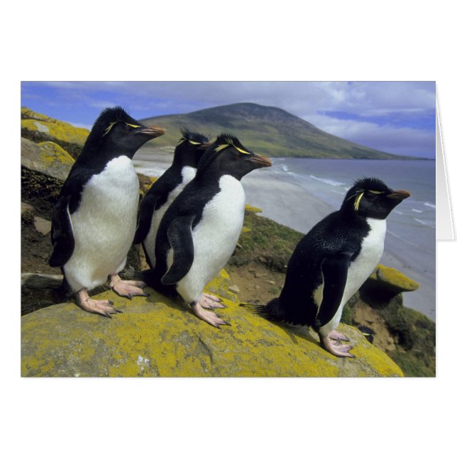 Rockhopper Penguins (Eudyptes chrysocome), (Vorderseite (Horizontal))