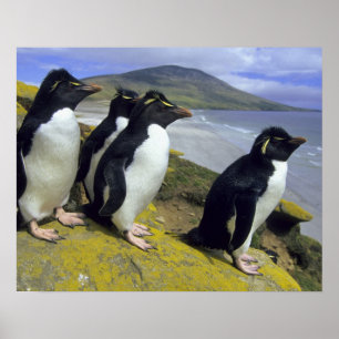 Rockhopper Penguins (Eudyptes chrysocome), Poster