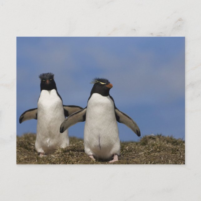 Rockhopper Penguins Eudyptes chrysocome Postkarte (Vorderseite)