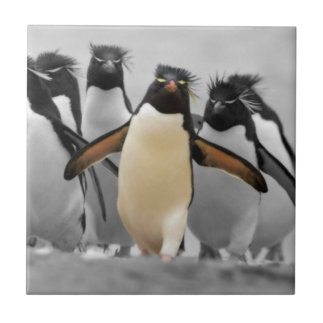 Rockhopper Penguins Fliese (Vorderseite)