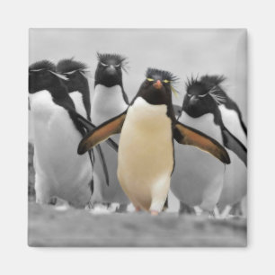 Rockhopper Penguins Magnet