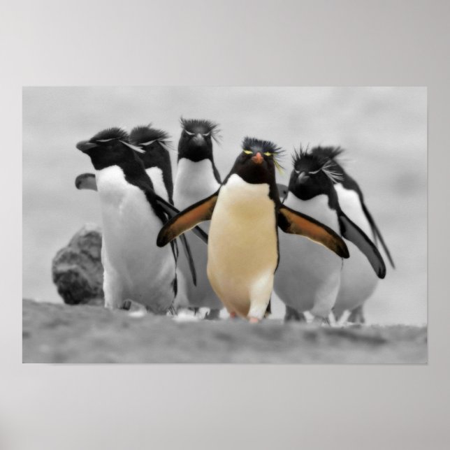 Rockhopper Penguins Poster (Vorne)