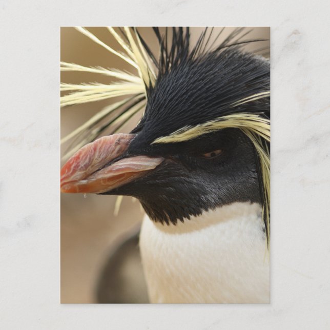 Rockhopper Pinguin-Postkarte Postkarte (Vorderseite)