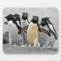 Rockhopper Pinguine