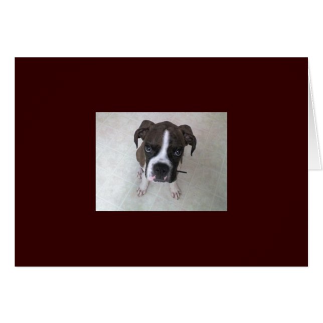Rocky - Boxer Welppy (Vorderseite (Horizontal))