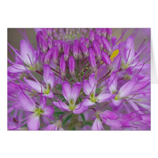 Rocky Mountain Bee Plante