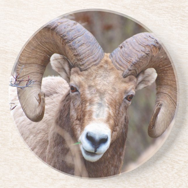 Rocky Mountain Bighorn Sheep Getränkeuntersetzer (Vorne)
