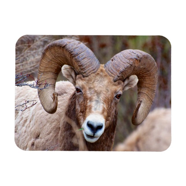 Rocky Mountain Bighorn Sheep Magnet (Horizontal)