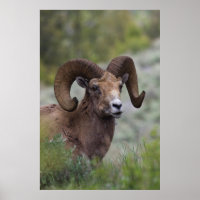 Rocky Mountain Bighorn Sheep Ram 1