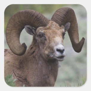 Rocky Mountain Bighorn Sheep Ram Quadratischer Aufkleber