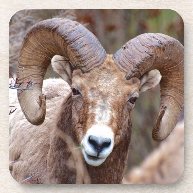 Rocky Mountain Bighorn Sheep Untersetzer (Vorderseite)