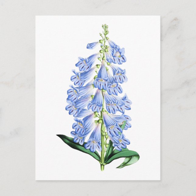 Rocky Mountain Blue Vintag Botanische Postkarte (Vorderseite)