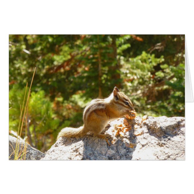 Rocky Mountain Chipmunk (Vorderseite (Horizontal))