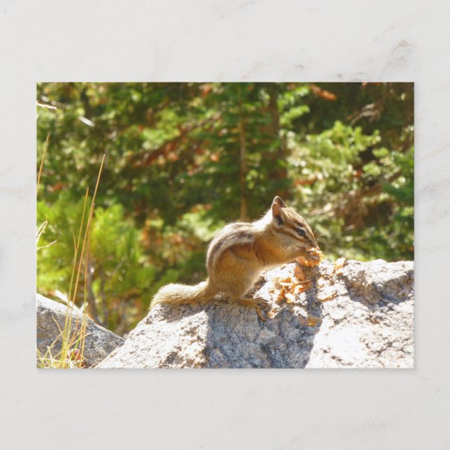 Rocky Mountain Chipmunk Postkarte (Vorderseite)
