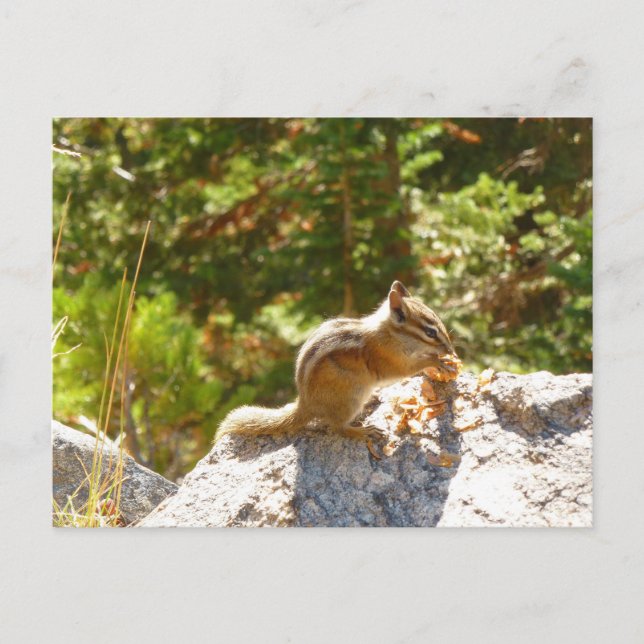 Rocky Mountain Chipmunk Postkarte (Vorderseite)