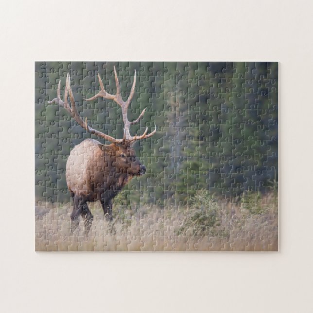 Rocky Mountain Elk (Horizontal)