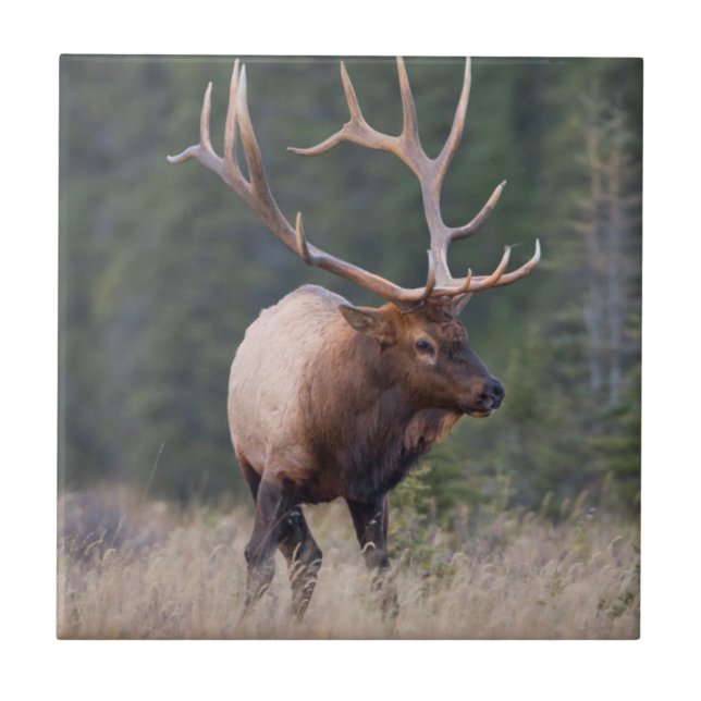 Rocky Mountain Elk Fliese (Vorderseite)