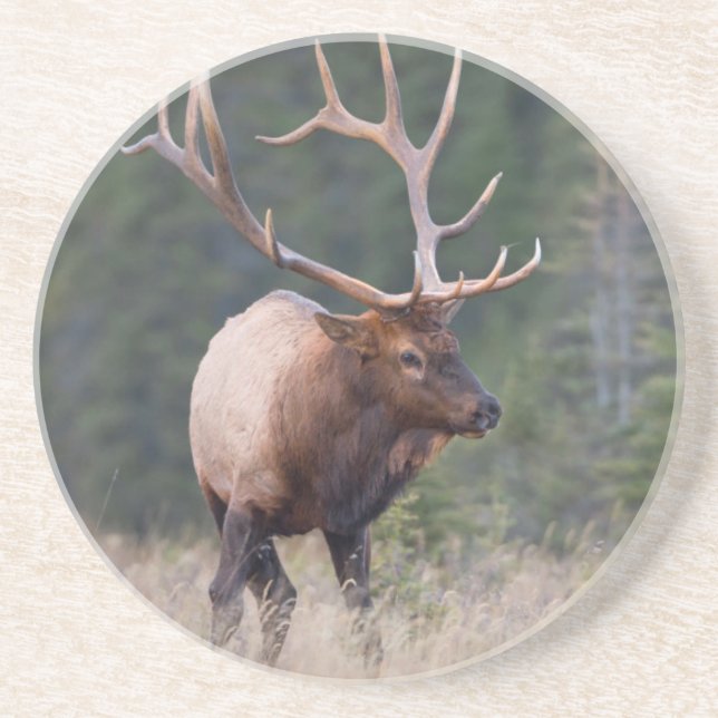 Rocky Mountain Elk Getränkeuntersetzer (Vorne)
