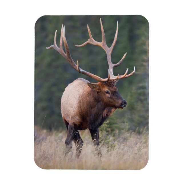 Rocky Mountain Elk Magnet (Vertikal)