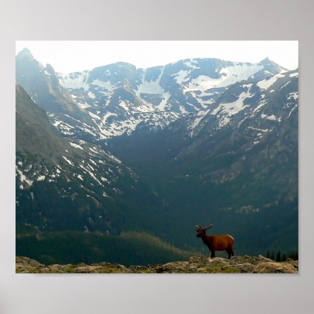 Rocky Mountain Elk Poster (Vorne)