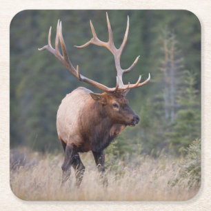 Rocky Mountain Elk Rechteckiger Pappuntersetzer