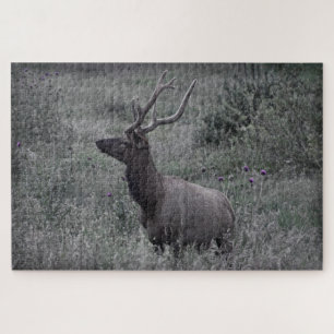 Rocky Mountain Elk - RMNP - 20x30 - 1014 Stk.