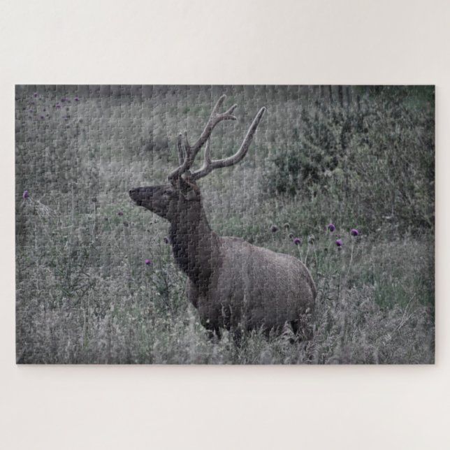 Rocky Mountain Elk - RMNP - 20x30 - 1014 Stk. (Horizontal)