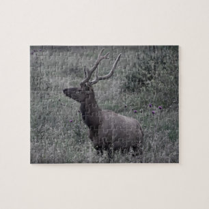 Rocky Mountain Elk - RMNP - 8x10 - 110 pc