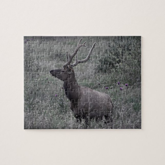 Rocky Mountain Elk - RMNP - 8x10 - 110 pc (Horizontal)