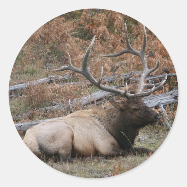 Rocky Mountain Elk Runder Aufkleber (Vorderseite)