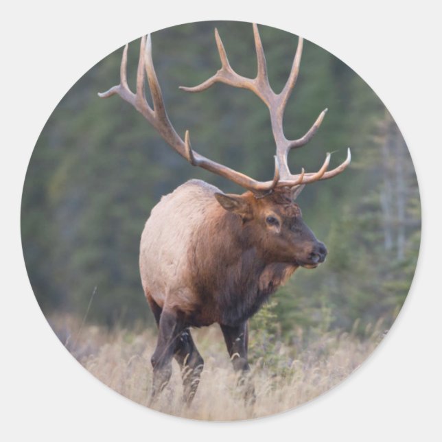 Rocky Mountain Elk Runder Aufkleber (Vorderseite)