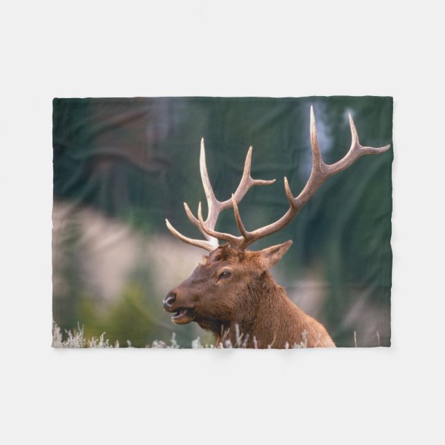 Rocky Mountain Elk Yellowstone National Park Fleecedecke (Vorderseite (Horizontal))