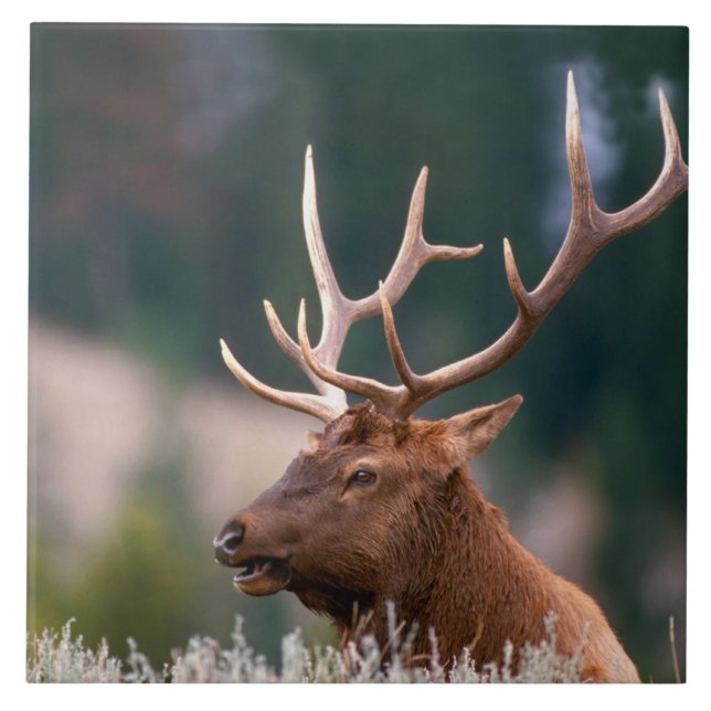 Rocky Mountain Elk Yellowstone Nationalpark Fliese (Vorderseite)