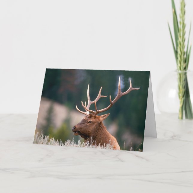 Rocky Mountain Elk Yellowstone Nationalpark Karte (Vorderseite)