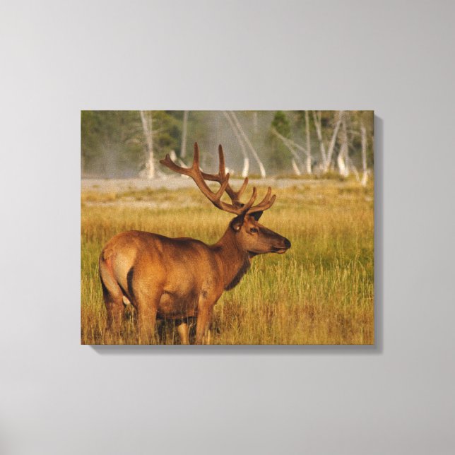 Rocky Mountain Elk | Yellowstone-Nationalpark Leinwanddruck (Vorderseite)