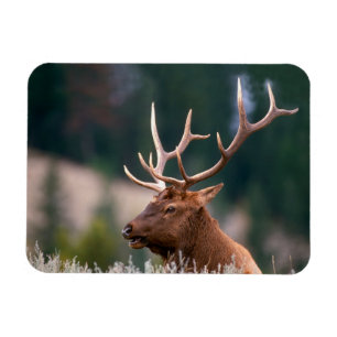 Rocky Mountain Elk Yellowstone Nationalpark Magnet