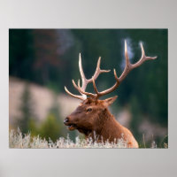 Rocky Mountain Elk Yellowstone Nationalpark