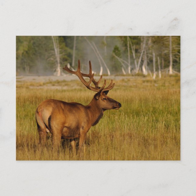 Rocky Mountain Elk | Yellowstone-Nationalpark Postkarte (Vorderseite)