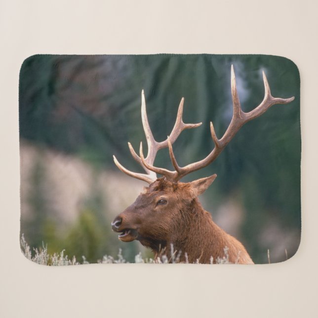 Rocky Mountain Elk Yellowstone Nationalpark Sherpadecke (Vorderseite (Horizontal))