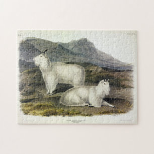 Rocky Mountain Goat (Capra Americana by Audubon