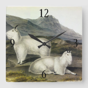 Rocky Mountain Goat (Capra Americana by Audubon Quadratische Wanduhr