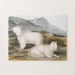 Rocky Mountain Goat (Capra Americana) Illustration