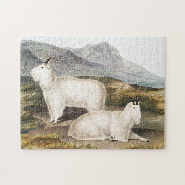 Rocky Mountain Goat (Capra Americana) Illustration (Horizontal)