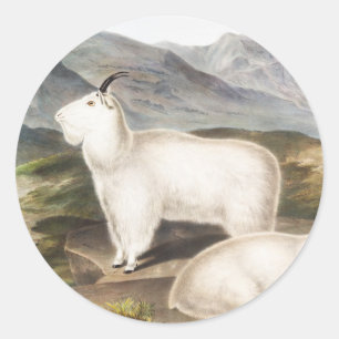 Rocky Mountain Goat (Capra Americana) Illustration Runder Aufkleber